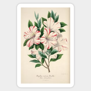 Azalea indica bealii by Charles Antonine Lemaire Sticker